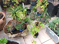 Lot 77 - bloempotten met planten. 21 stuks - afbeelding 5 van  9