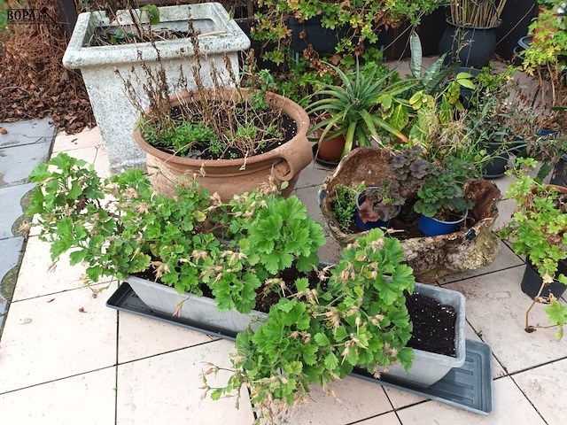 Lot 77 - bloempotten met planten. 21 stuks - afbeelding 6 van  9