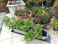 Lot 77 - bloempotten met planten. 21 stuks - afbeelding 6 van  9