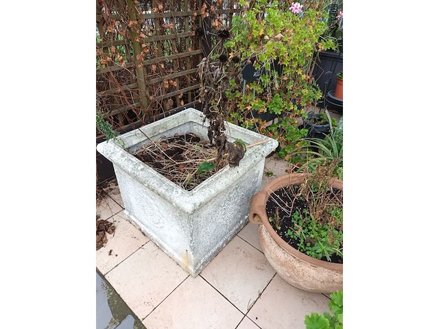 Lot 77 - bloempotten met planten. 21 stuks - afbeelding 7 van  9