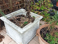 Lot 77 - bloempotten met planten. 21 stuks - afbeelding 7 van  9