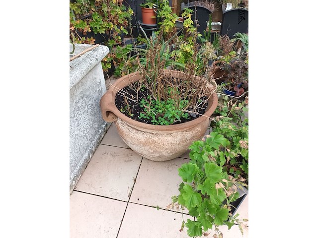 Lot 77 - bloempotten met planten. 21 stuks - afbeelding 8 van  9