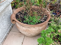 Lot 77 - bloempotten met planten. 21 stuks - afbeelding 8 van  9