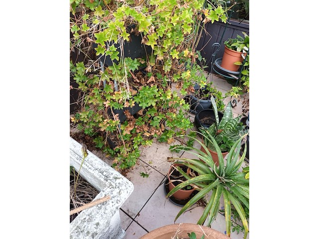 Lot 77 - bloempotten met planten. 21 stuks - afbeelding 9 van  9