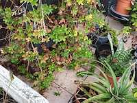 Lot 77 - bloempotten met planten. 21 stuks - afbeelding 9 van  9