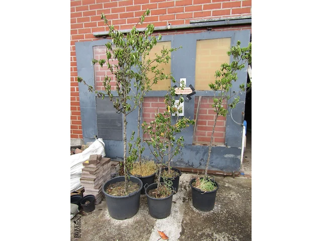 Lot 8 - weichsel kersenboom. 5 stuks - afbeelding 1 van  1
