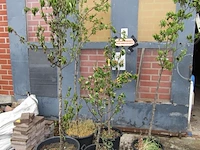 Lot 8 - weichsel kersenboom. 5 stuks - afbeelding 1 van  1