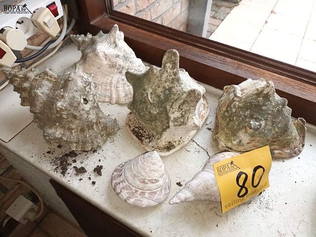 Lot 80 - schelpen. 6 stuks - afbeelding 1 van  3
