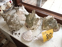 Lot 80 - schelpen. 6 stuks - afbeelding 1 van  3