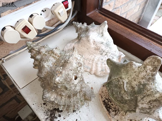 Lot 80 - schelpen. 6 stuks - afbeelding 2 van  3