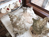 Lot 80 - schelpen. 6 stuks - afbeelding 2 van  3