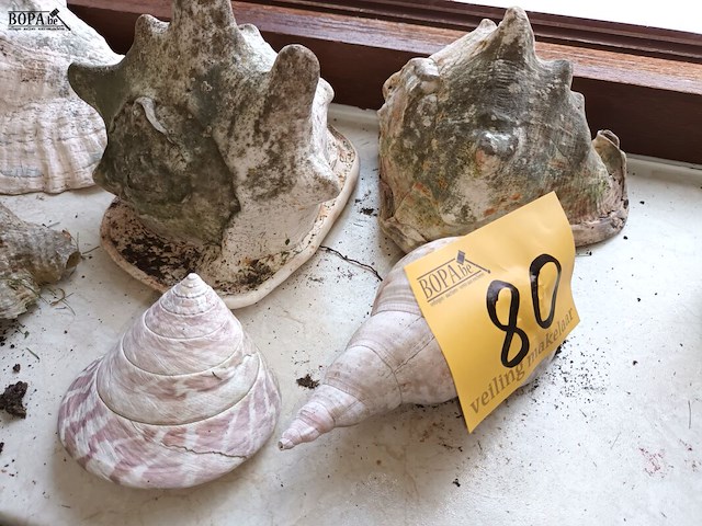 Lot 80 - schelpen. 6 stuks - afbeelding 3 van  3