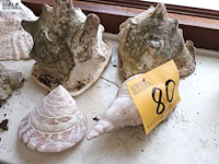 Lot 80 - schelpen. 6 stuks - afbeelding 3 van  3
