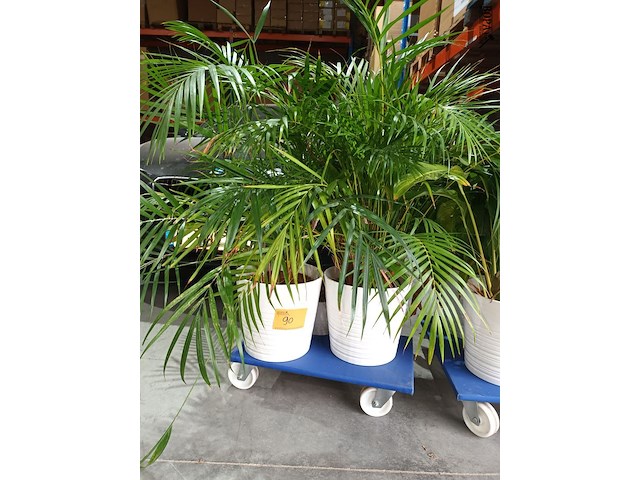 Lot 90 - kamerplant in pot. 3 stuks - afbeelding 1 van  3