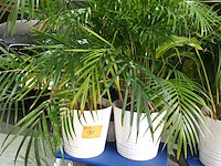 Lot 90 - kamerplant in pot. 3 stuks - afbeelding 1 van  3