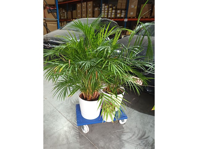 Lot 90 - kamerplant in pot. 3 stuks - afbeelding 2 van  3