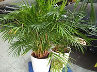 Lot 90 - kamerplant in pot. 3 stuks - afbeelding 2 van  3