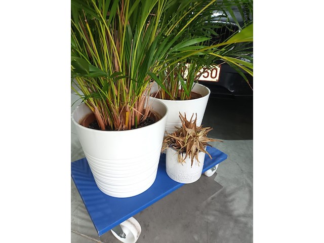 Lot 90 - kamerplant in pot. 3 stuks - afbeelding 3 van  3