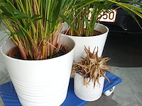 Lot 90 - kamerplant in pot. 3 stuks - afbeelding 3 van  3