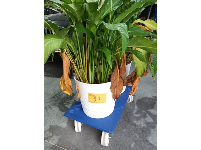 Lot 91 - kamerplant in pot. 2 stuks - afbeelding 1 van  3