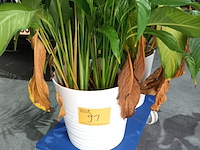 Lot 91 - kamerplant in pot. 2 stuks - afbeelding 1 van  3