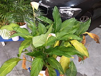 Lot 91 - kamerplant in pot. 2 stuks - afbeelding 2 van  3