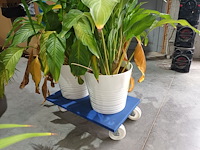 Lot 91 - kamerplant in pot. 2 stuks - afbeelding 3 van  3