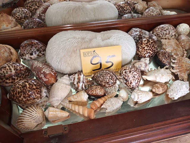 Lot 95 - koraal en schelpen. 30 stuks - afbeelding 1 van  5
