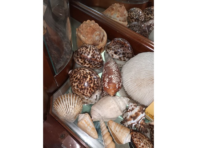 Lot 95 - koraal en schelpen. 30 stuks - afbeelding 2 van  5