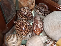 Lot 95 - koraal en schelpen. 30 stuks - afbeelding 2 van  5