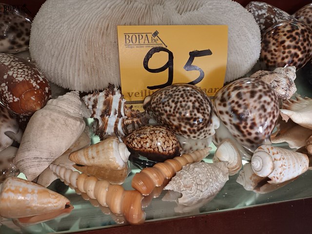 Lot 95 - koraal en schelpen. 30 stuks - afbeelding 3 van  5
