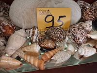 Lot 95 - koraal en schelpen. 30 stuks - afbeelding 3 van  5