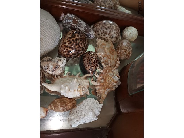 Lot 95 - koraal en schelpen. 30 stuks - afbeelding 4 van  5