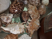 Lot 95 - koraal en schelpen. 30 stuks - afbeelding 4 van  5