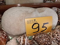 Lot 95 - koraal en schelpen. 30 stuks - afbeelding 5 van  5