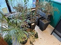 Lot plantenbakken - afbeelding 1 van  2