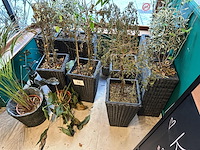 Lot plantenbakken - afbeelding 2 van  2