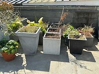 Lot stenen bloempotten 24 stuks - afbeelding 5 van  6