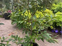 Magnolia - bladhoudend - afbeelding 1 van  2