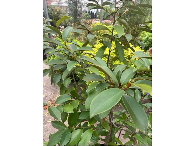 Magnolia - bladhoudend - afbeelding 2 van  2