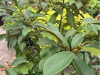 Magnolia - bladhoudend - afbeelding 2 van  2