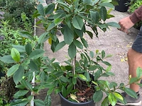 Magnolia - bladhoudend - afbeelding 1 van  3