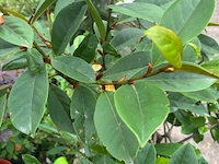 Magnolia - bladhoudend - afbeelding 3 van  3