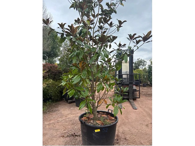 Magnolia - afbeelding 1 van  3