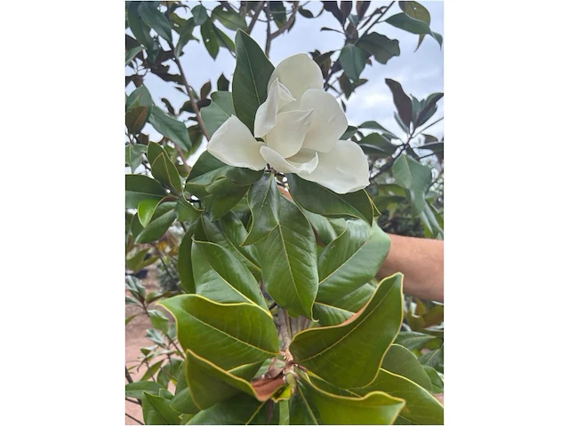 Magnolia - afbeelding 2 van  3