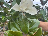 Magnolia - afbeelding 2 van  3