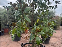 Magnolia - afbeelding 3 van  3