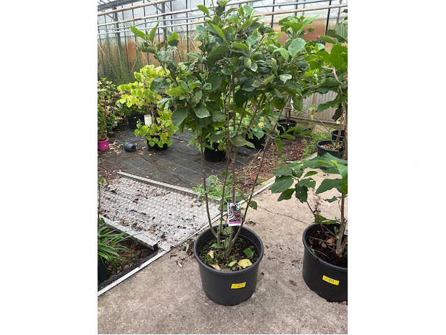 Magnolia - afbeelding 1 van  1