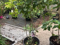 Magnolia - afbeelding 1 van  1