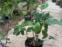 Magnolia - afbeelding 1 van  3
